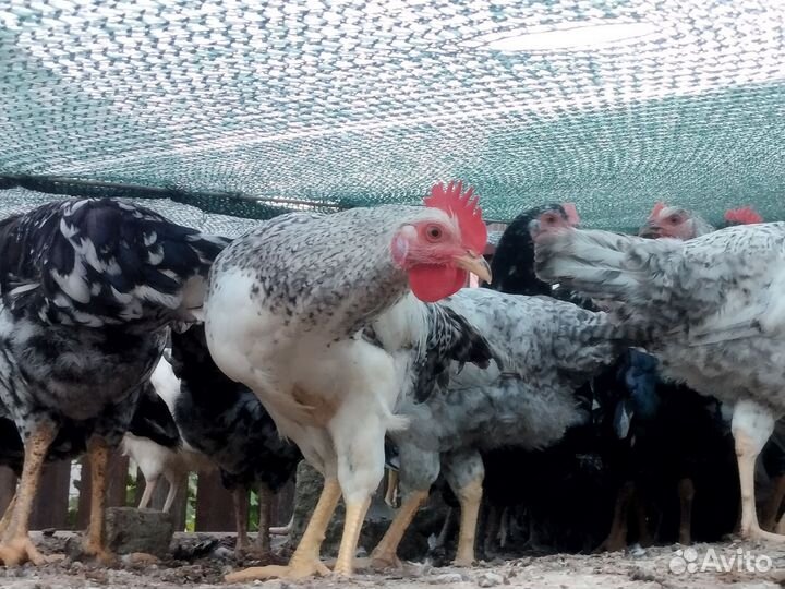 Молодые петухи