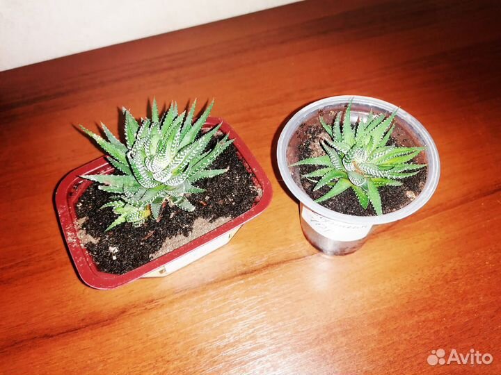 Суккуленты. Хавортия полосатая