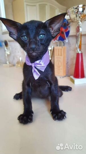 Ориентальная