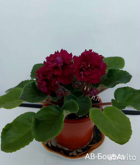 Фиалки сортовые