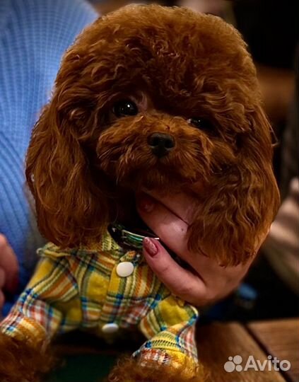 Вязка Той-пудель Тедди (Китай)