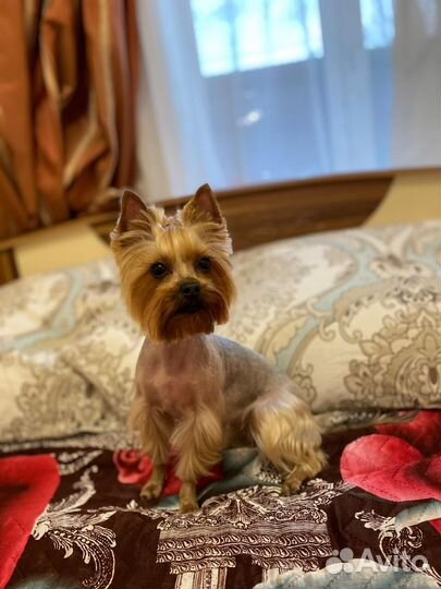 Йоркширский терьер мини