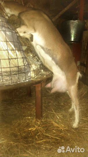 Коза дойная альпийская нубийская козочки доставка