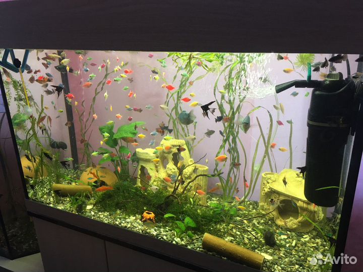 Аквариумные Рыбки