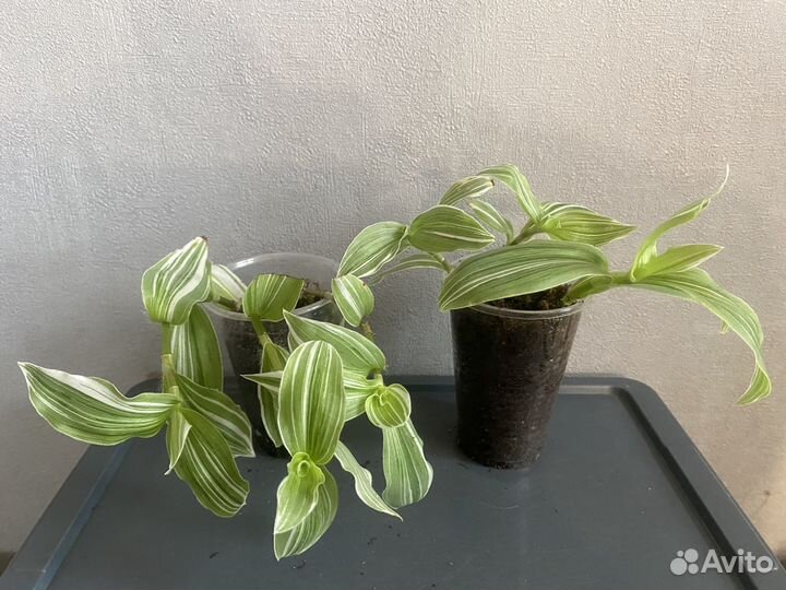 Традесканция 