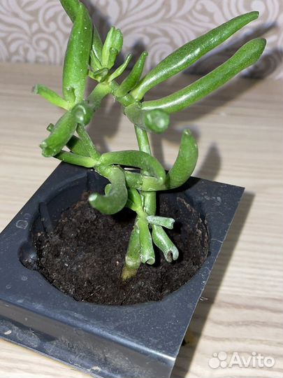 Красула толстянка