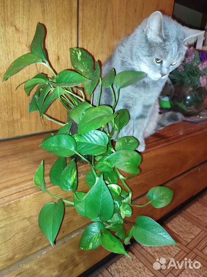 Цветок за сахар по Королеву привезу