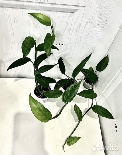 Сциндапсус, эпипремнум