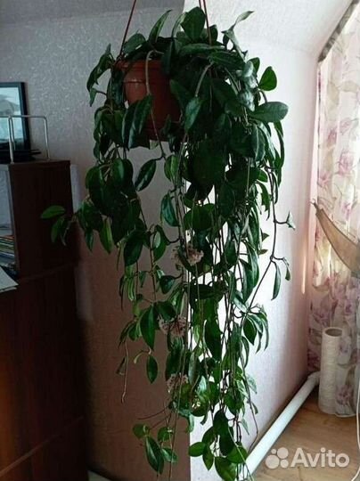 Хойя или восковой плющ