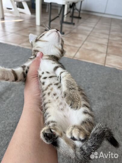 Котята