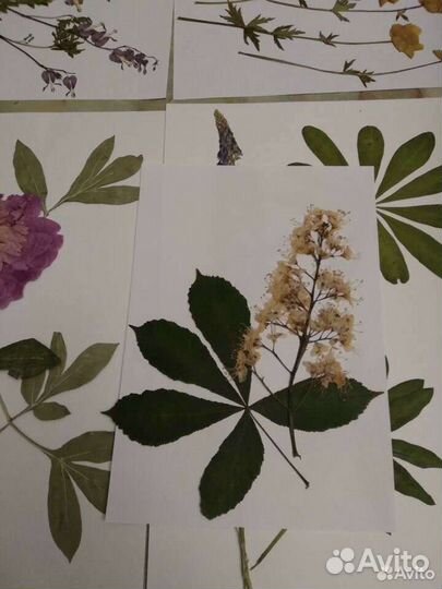 Гербарий травянистых растений