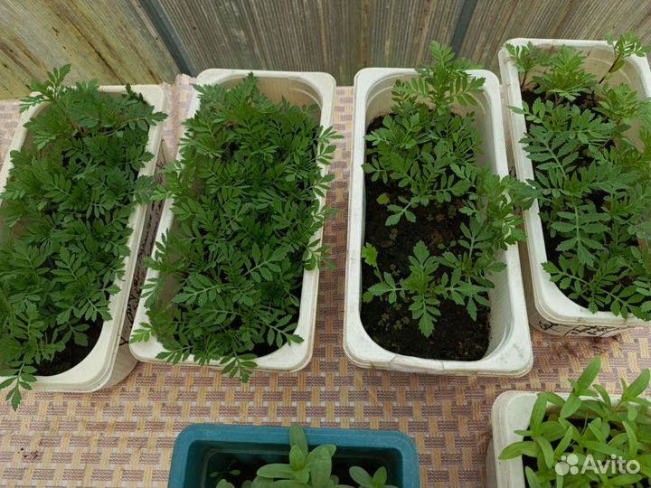 Рассада бархатцы