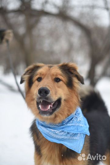 Собака из приюта домой, собака, приют