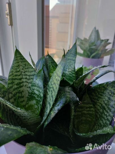 Сансевиерия с горшочком три ростка