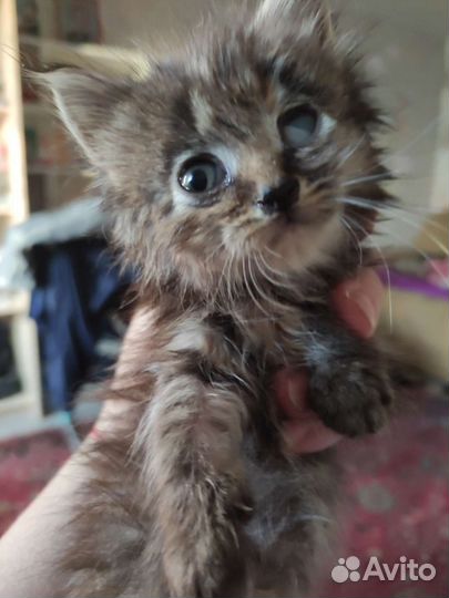 Отдам бесплатно животные