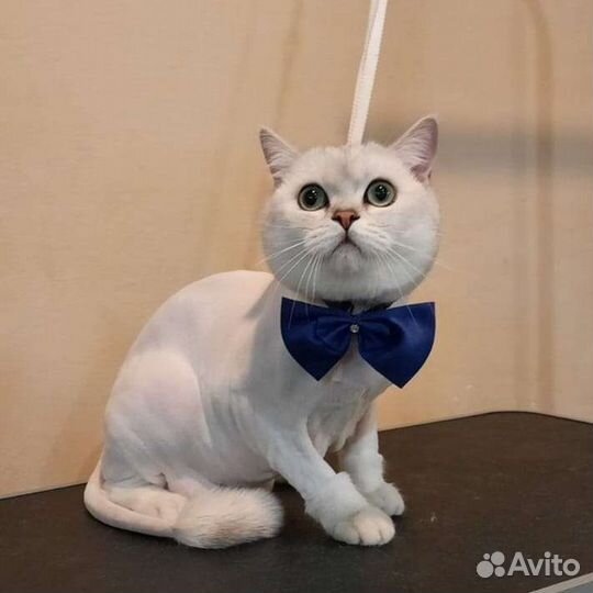 Груминг- Стрижка собак и кошек. уз чистка зубов