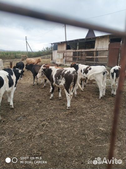 Бычки и тёлочки