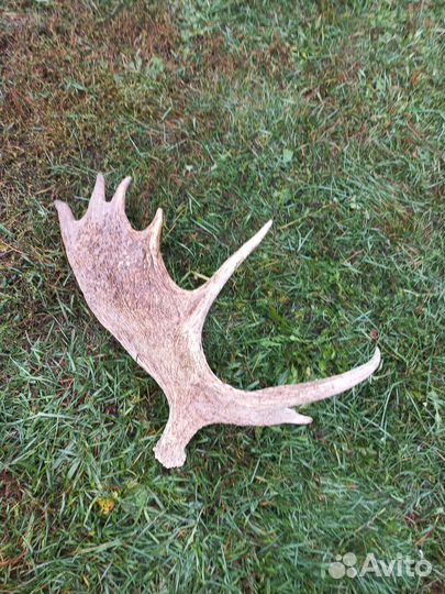 Рога лося красивые
