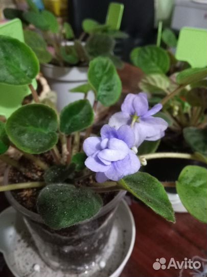 Фиалка голубой дунай