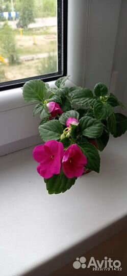 Бальзамин,Толстянка,фикус Бенджамина и другие