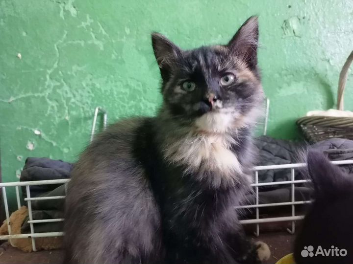 Трехцветные черепашковые котята добрые руки