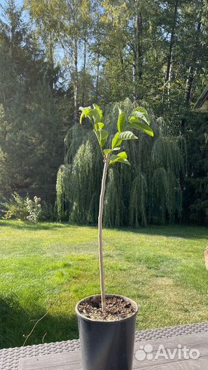 Аннона (сахарное яблоко)