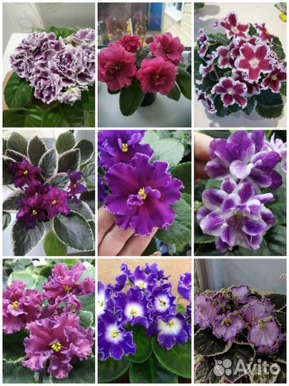 Фиалки сортовые