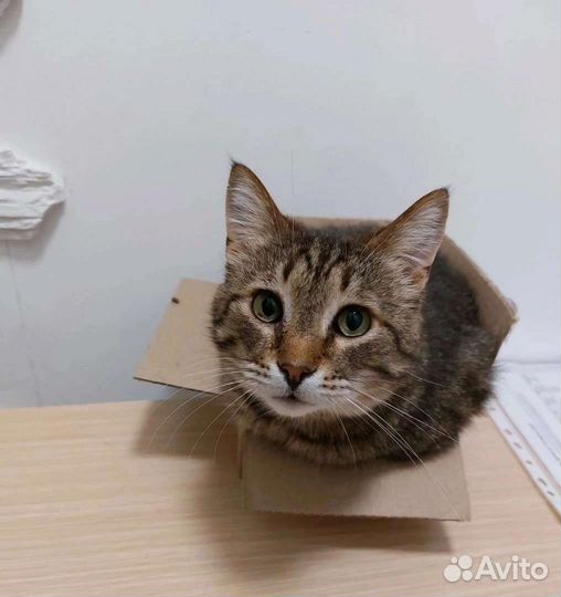 Котик Джозеф ищет дом