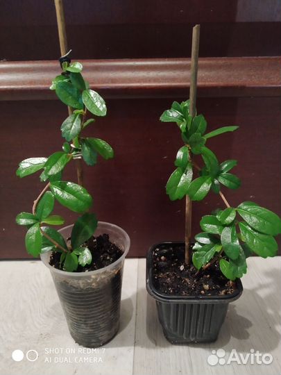 Фиттония, кармона