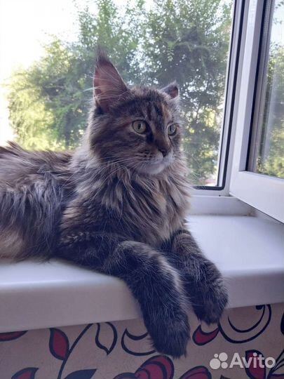 Котята мейн-кун