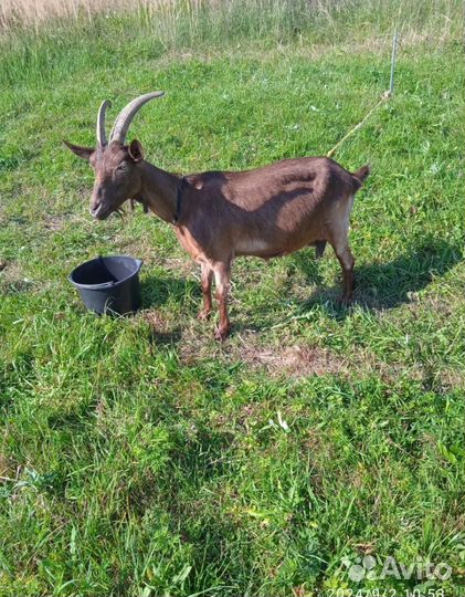 Домашние животные