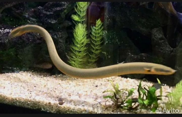 Рыба и разное