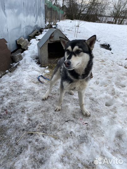 Сибирский хаски