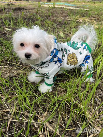 Мальтезе,мальтийская болонка