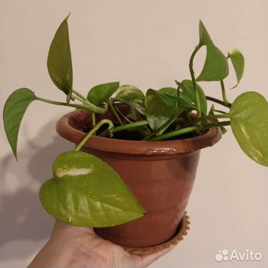 Эпипремнум