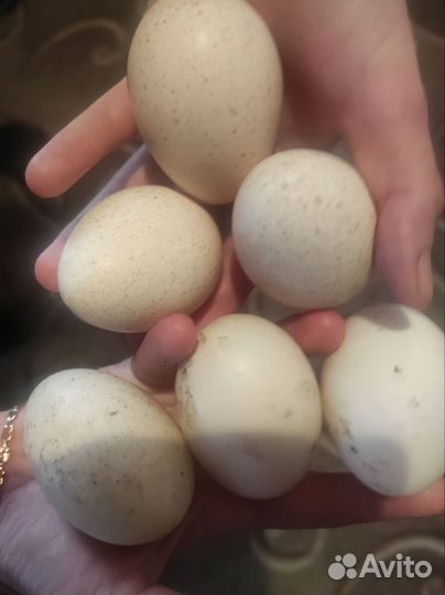 Яйца Индюков и уток