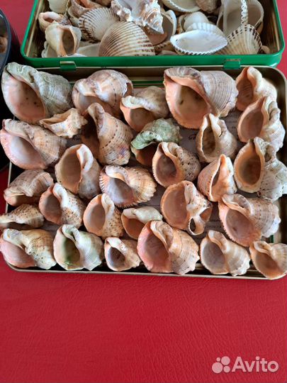 Ракушки морские и камешки