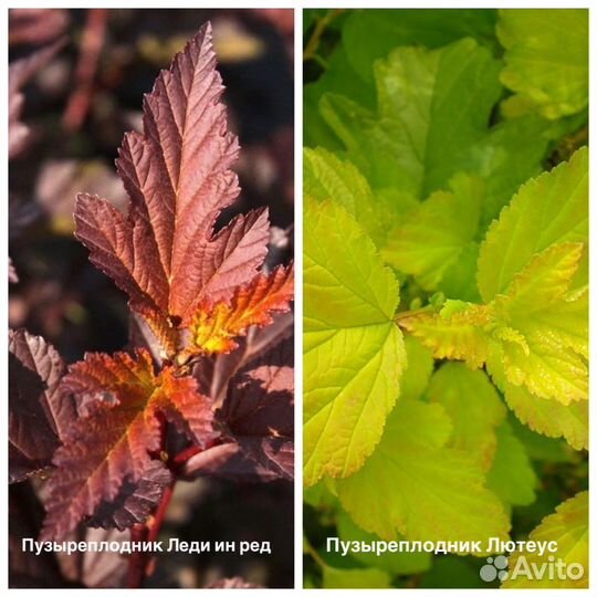 Саженцы, многолетние растения