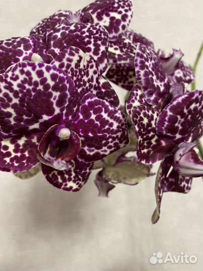 Орхидеи фаленопсис цветут