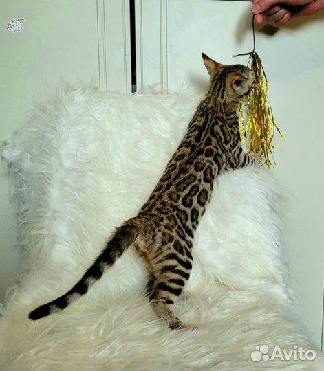 Бенгальские котята