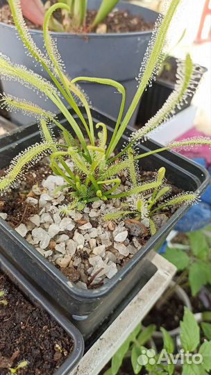 Росянка капская, семена в подарок