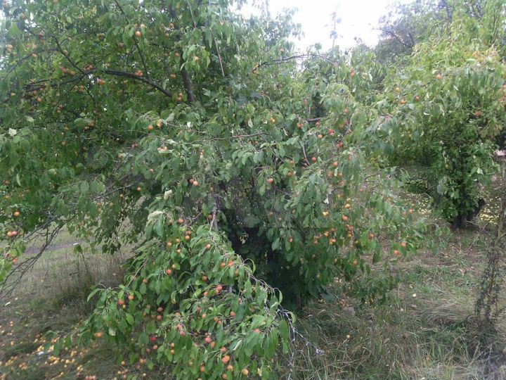 Участок 2,54 га (ИЖС)