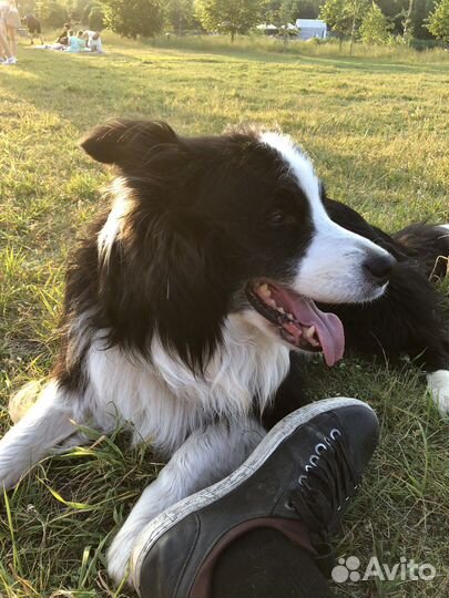Бордер-колли для вязки