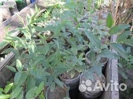 Саженцы садовых декоративных растений