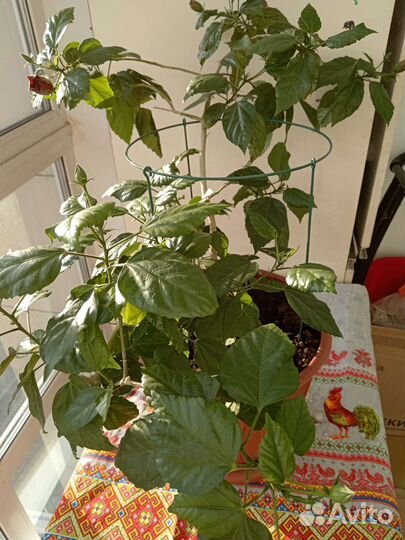 Гибискус китайская роза