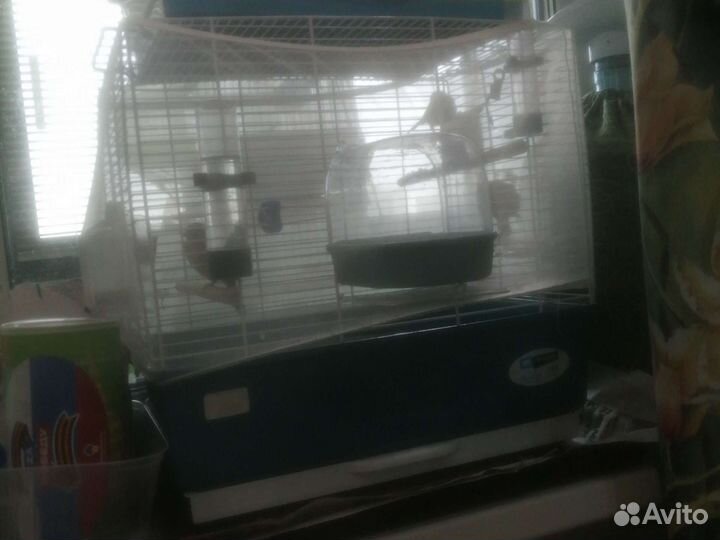 Певчие птицы