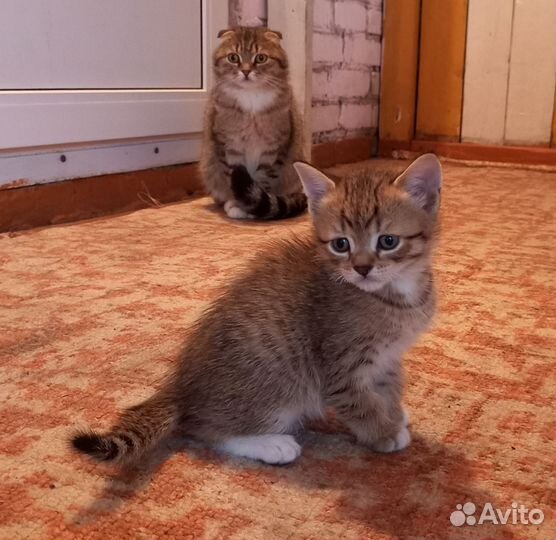 Котята британские вислоухие
