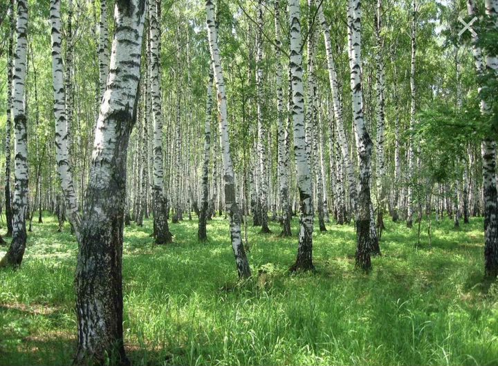 Участок 8 сот. (ИЖС)