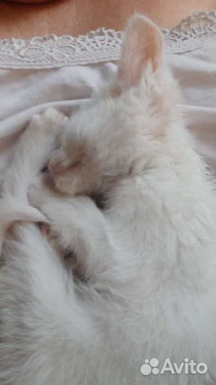 Катенок отдам бесплатно