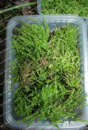 Мох сфагнум и другие виды Кора и блоки разное